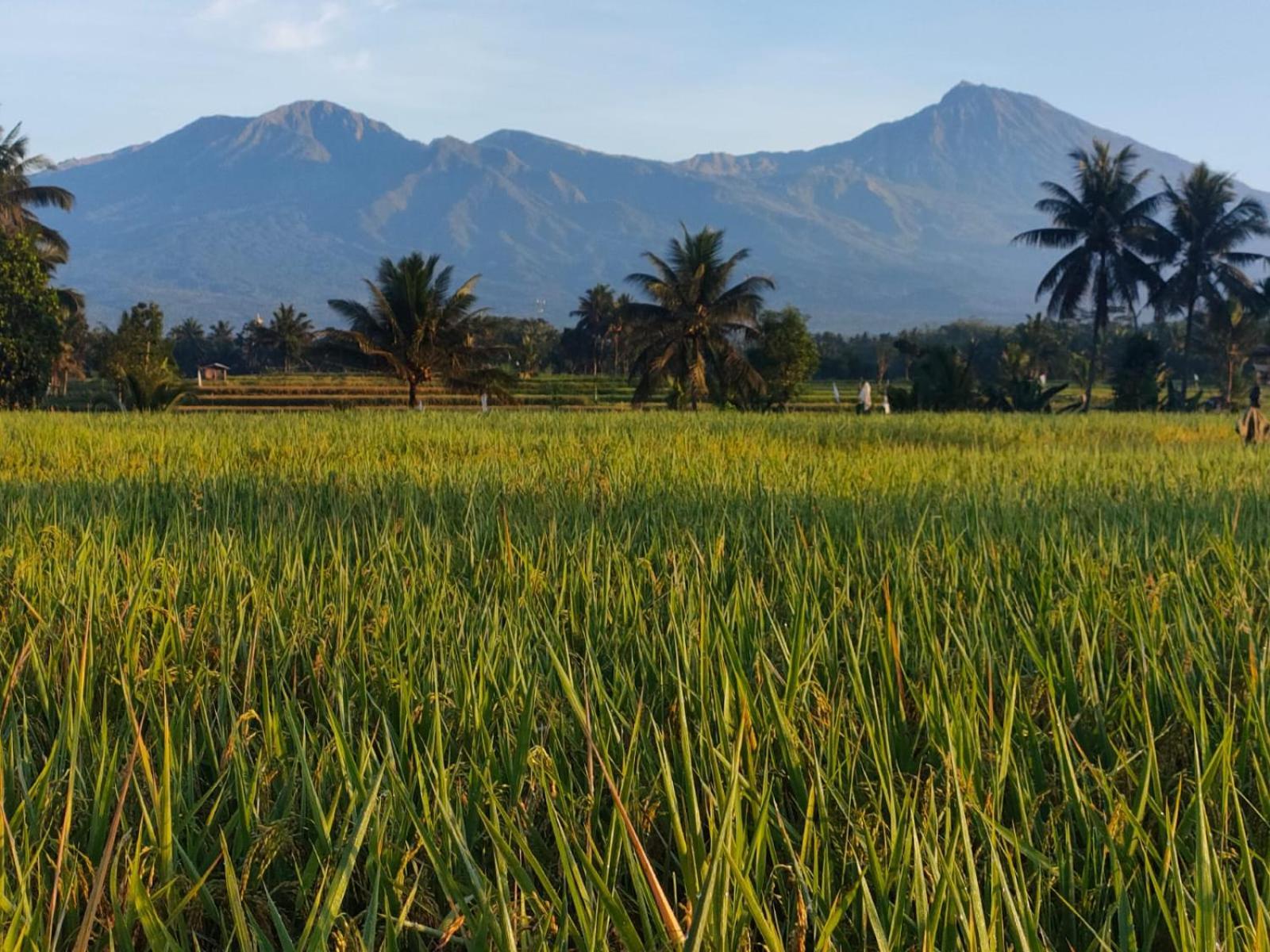 Homestay Peraja Loyok